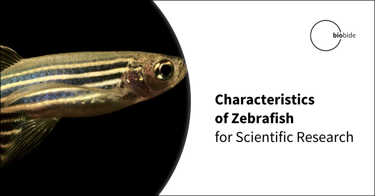 zebrafish phd thesis